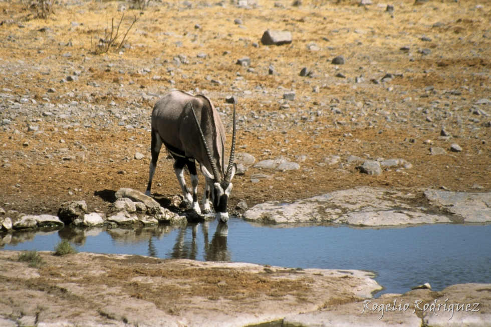 Orix bebiendo en el Parque Nacional de Etosha